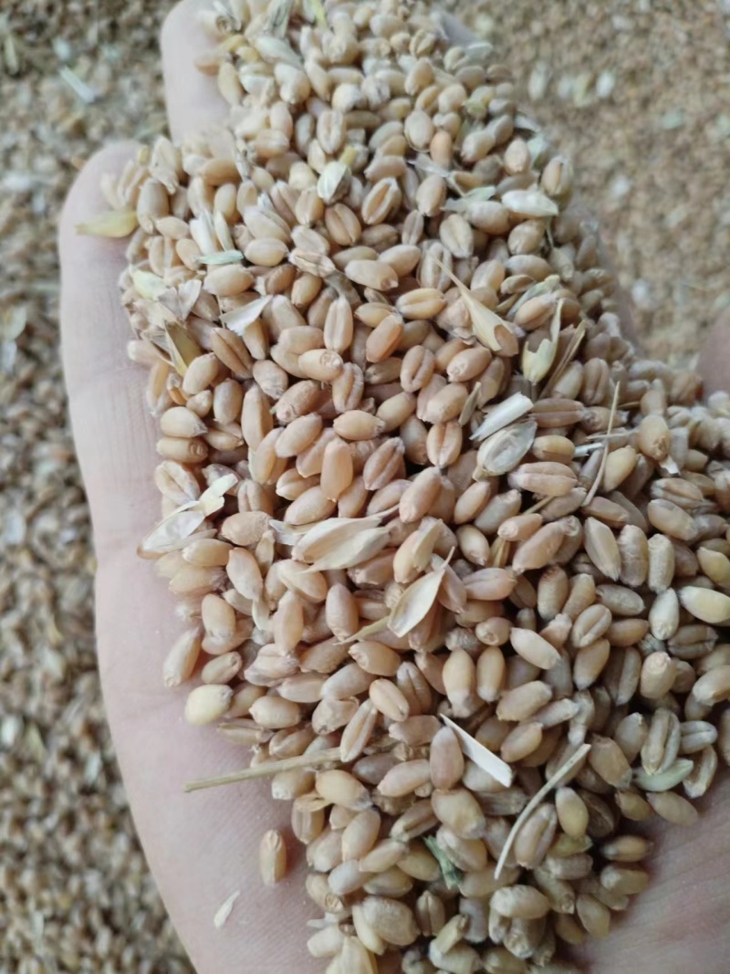 大量供应24年小麦，水份13内容重790，上车价1.21
