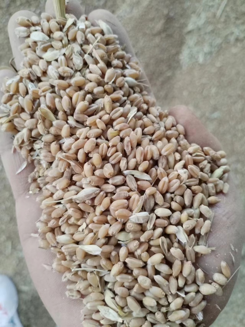 大量供应24年小麦，水份13内容重790，上车价1.21