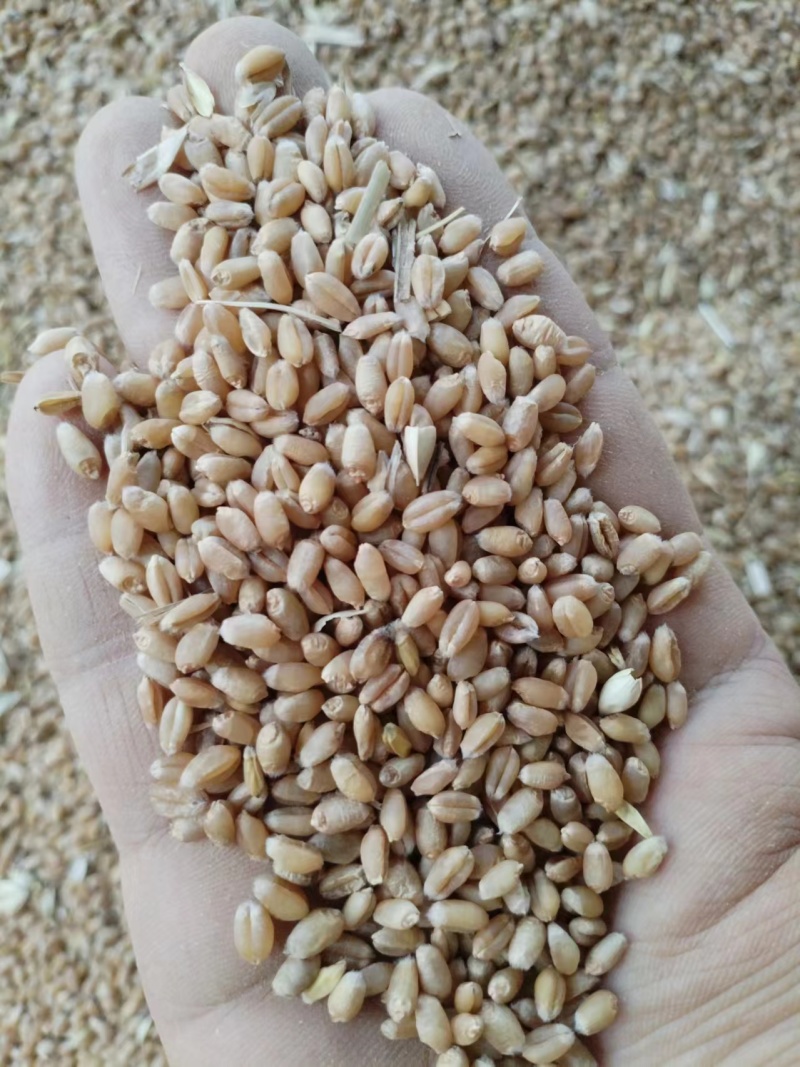 大量供应24年小麦，水份13内容重790，上车价1.21