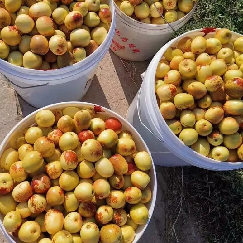 大荔青枣分拣包装流水线现场图