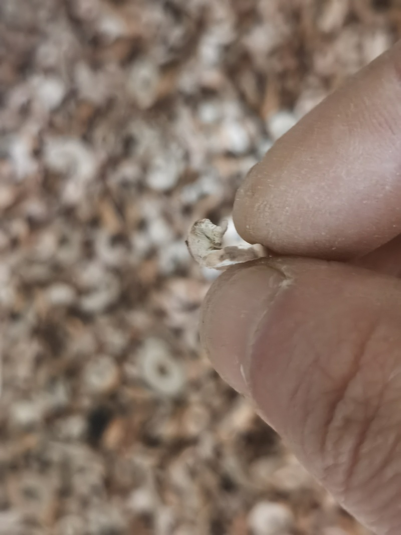 95以上抽芯牡丹皮薄片