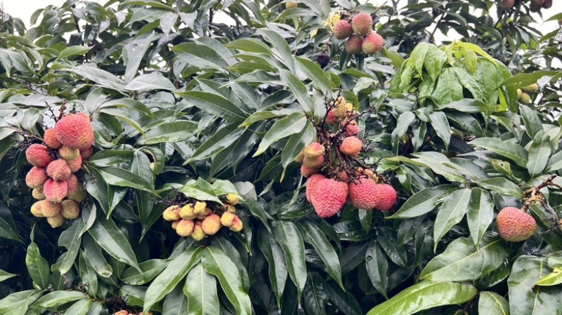 湛江荔枝妃子笑白糖罂价格优惠大量上市