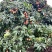 湛江荔枝妃子笑白糖罂价格优惠大量上市