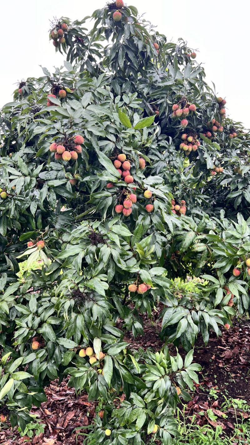 湛江荔枝妃子笑白糖罂价格优惠大量上市