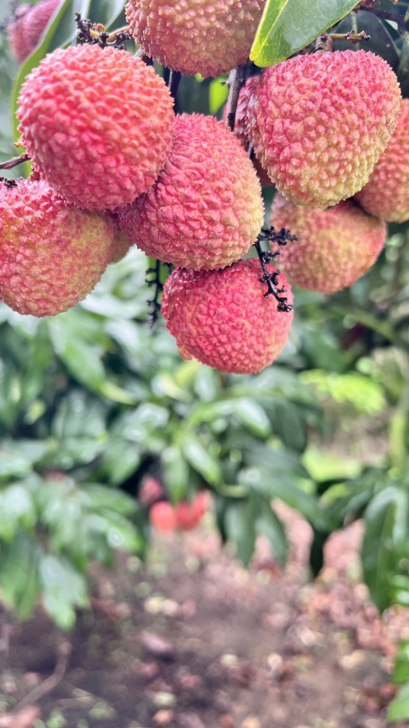 湛江荔枝妃子笑白糖罂价格优惠大量上市