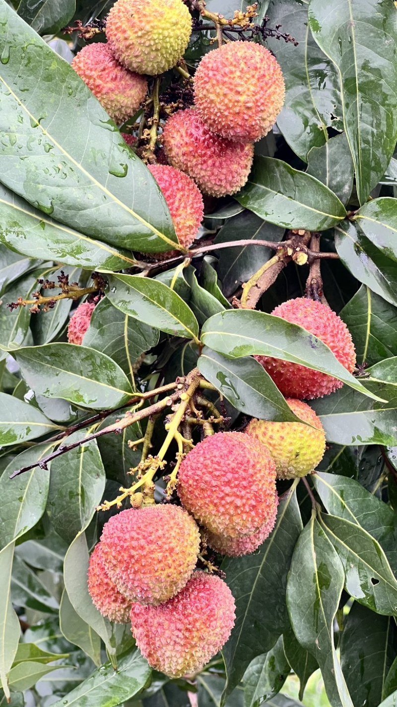 湛江荔枝妃子笑白糖罂价格优惠大量上市