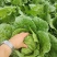 恩施高山大白菜