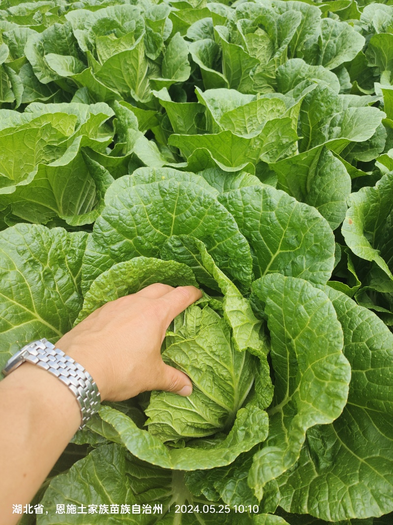 恩施高山大白菜