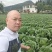 恩施高山大白菜