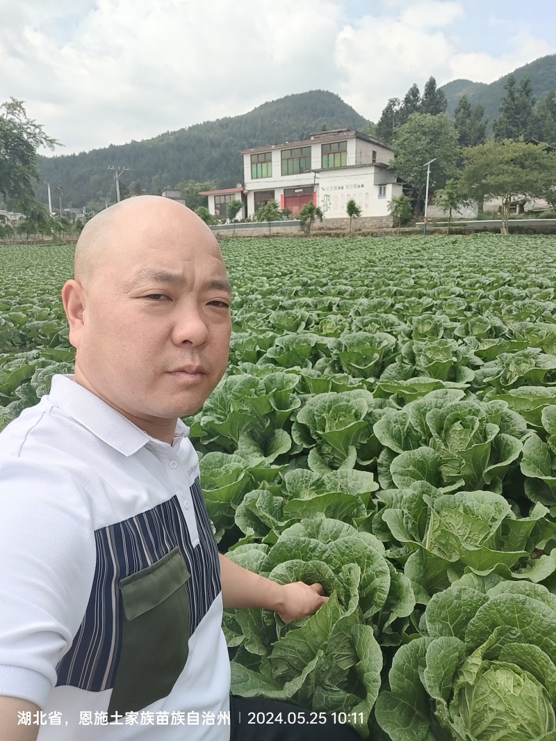 恩施高山大白菜