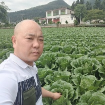 恩施高山大白菜