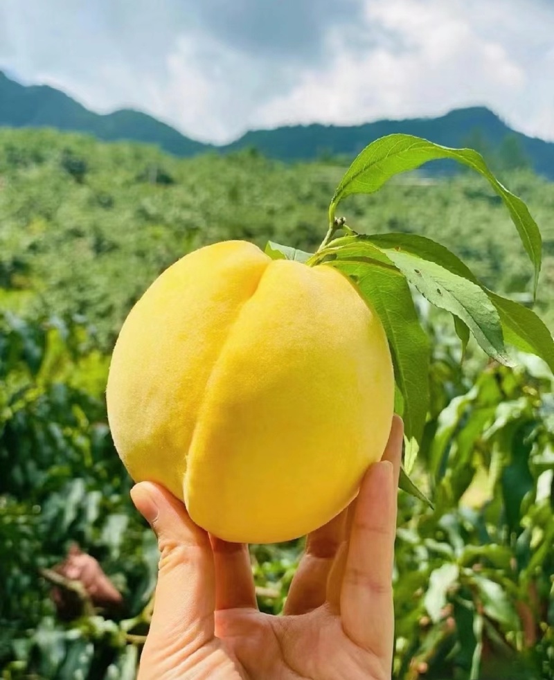 精品黄桃/黄金蜜一号二号三号，口感脆甜，个头匀称