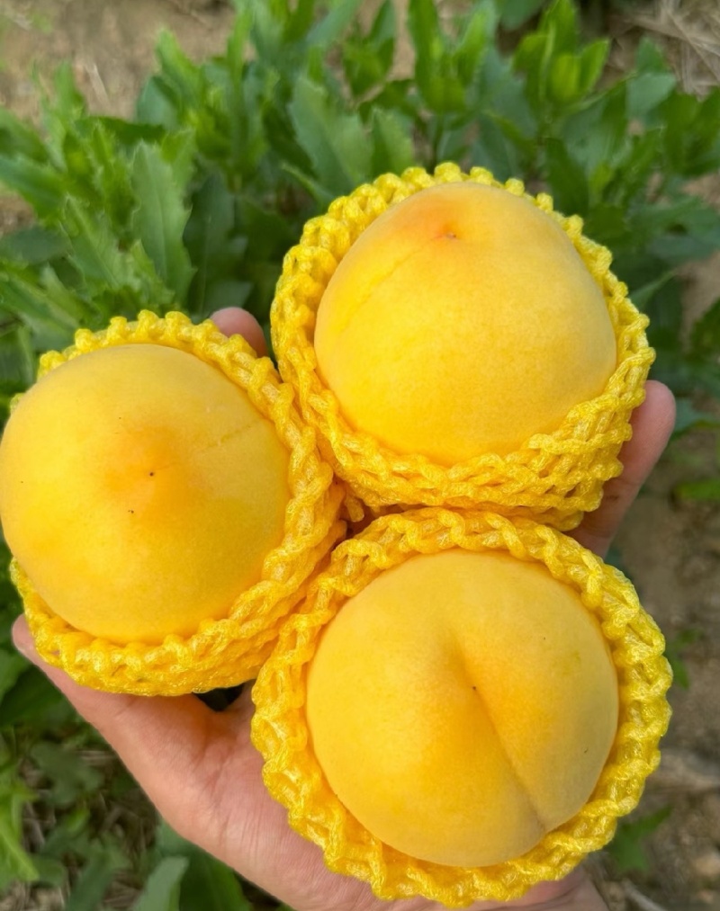 精品黄桃/黄金蜜一号二号三号，口感脆甜，个头匀称