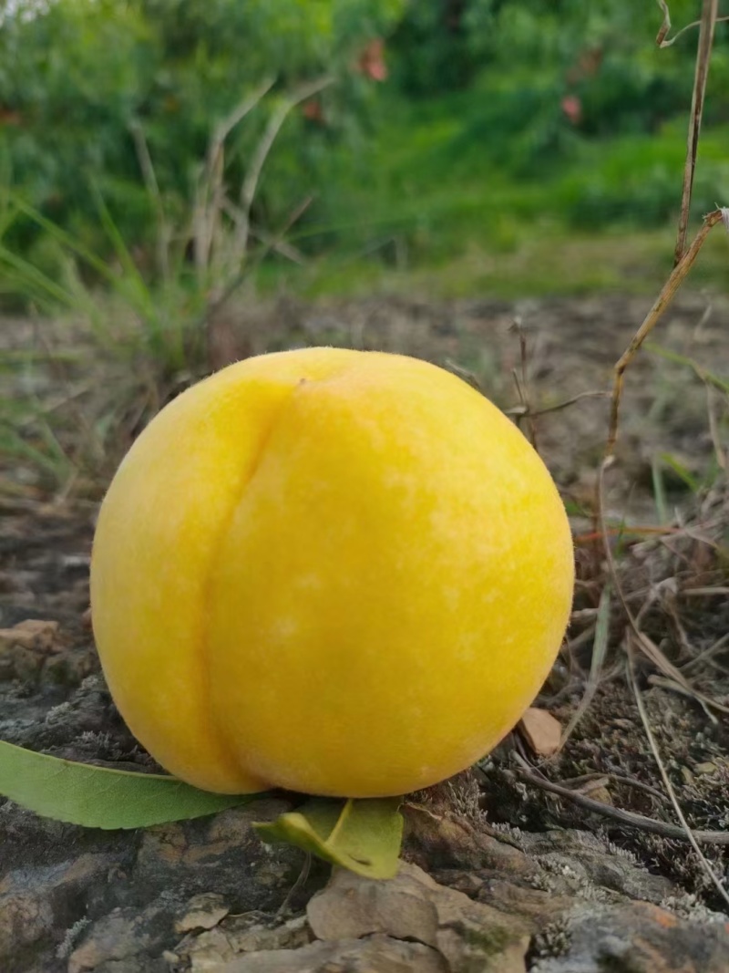 精品黄桃/黄金蜜一号二号三号，口感脆甜，个头匀称