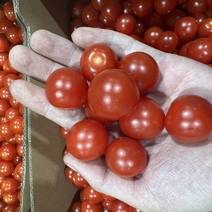 无土栽培樱桃番茄颗粒产地直发四季供应