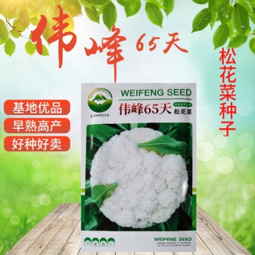 基地优品伟峰65松花菜种子春秋花菜种籽花椰菜籽松花菜种子