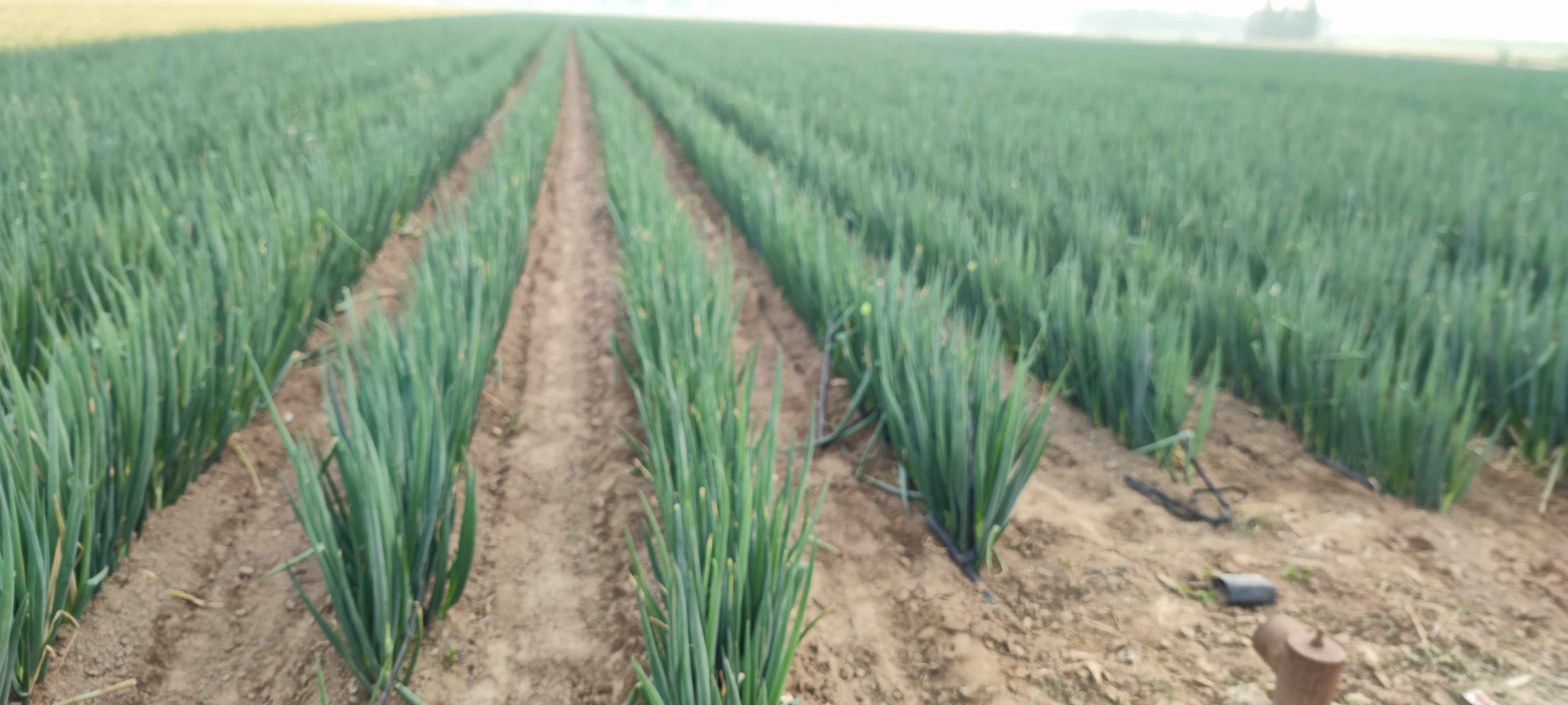 一片开阔的农田中,整齐排列的章丘大葱正在生长,绿叶挺拔,葱白部分被培土覆盖,农民正在田间进行培土管理,阳光洒在叶片上,土壤为疏松的沙壤土质地 章丘大葱田间生长实景