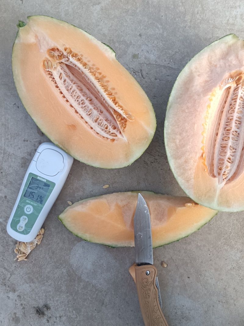 安阳晓蜜25号西州蜜哈密瓜大量供应皮薄多汁品质保证