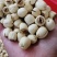 无硫通芯莲子#自产自销#全国发货