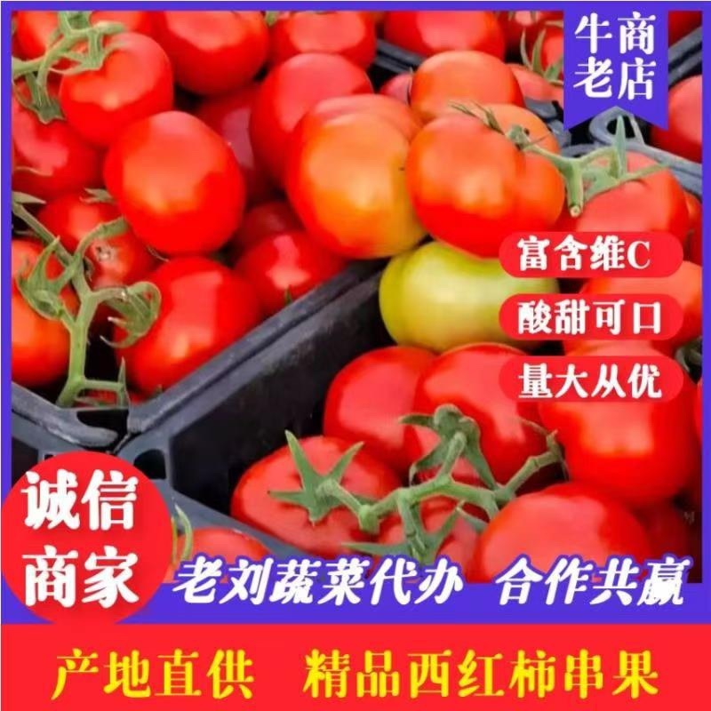 精品【大红西红柿】货源充足价格合理欢迎来电