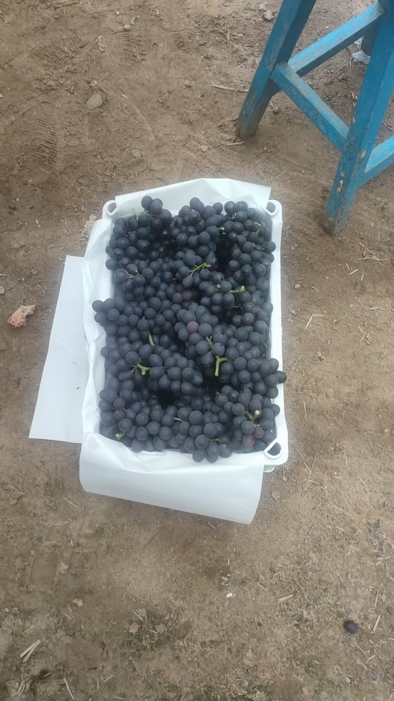 昌黎冷棚无籽玫瑰香葡萄大量上市