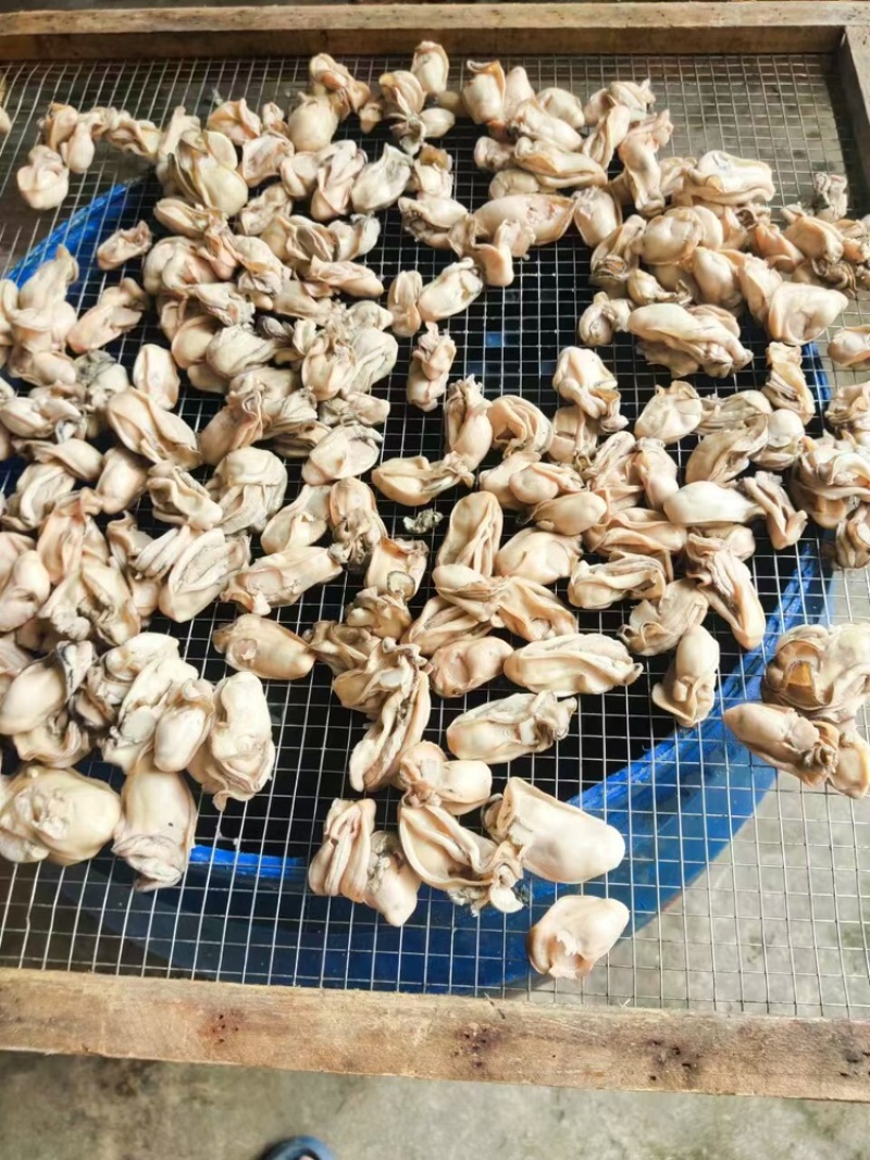 金蚝干，湛江生蚝干大量供应，欢迎电话联系洽谈业务