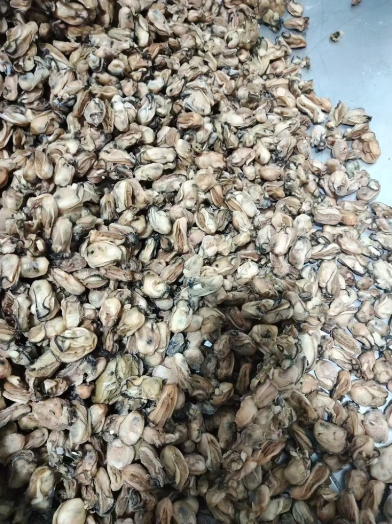 金蚝干，湛江生蚝干大量供应，欢迎电话联系洽谈业务