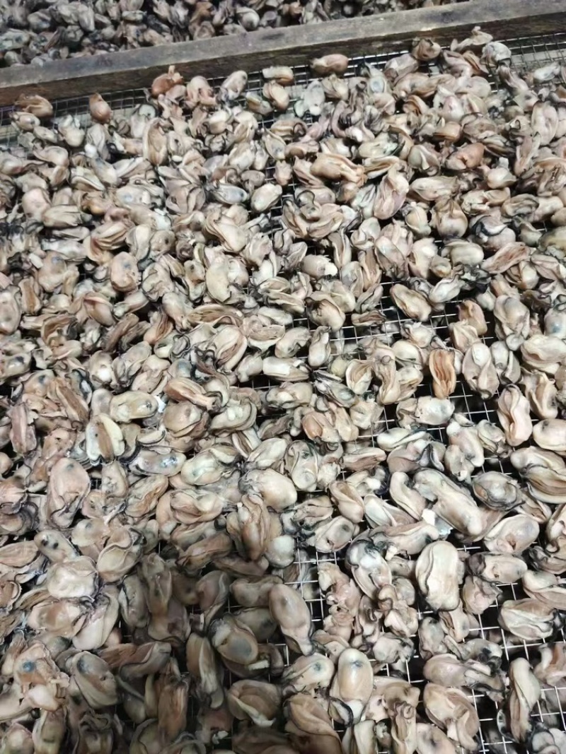金蚝干，湛江生蚝干大量供应，欢迎电话联系洽谈业务