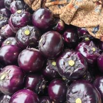 【】紫光圆茄大量供应，价格低，质量好果型好
