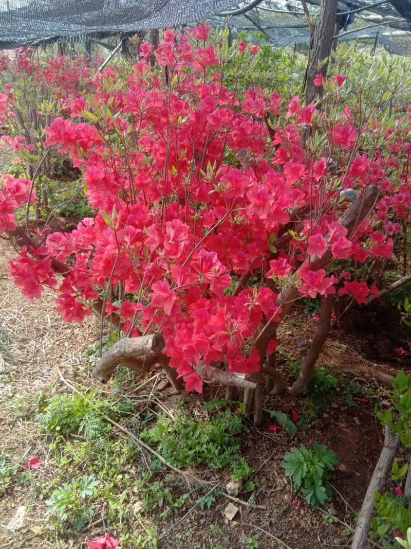 成品红花杜鹃，各种规格棕榈树，各种规格裸根紫藤