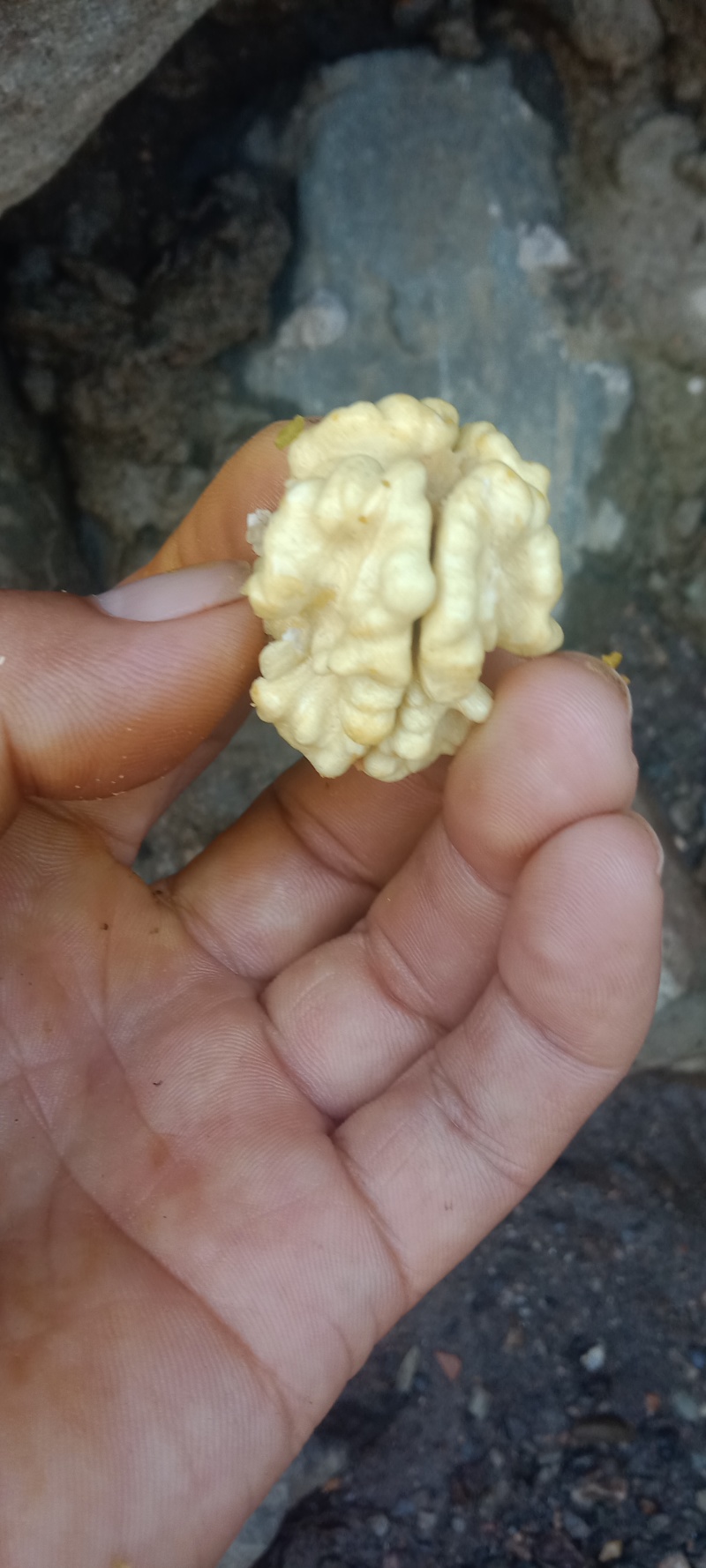 青皮核桃手摘果西伕，中林，清香，大量供货，有需要提前联糸