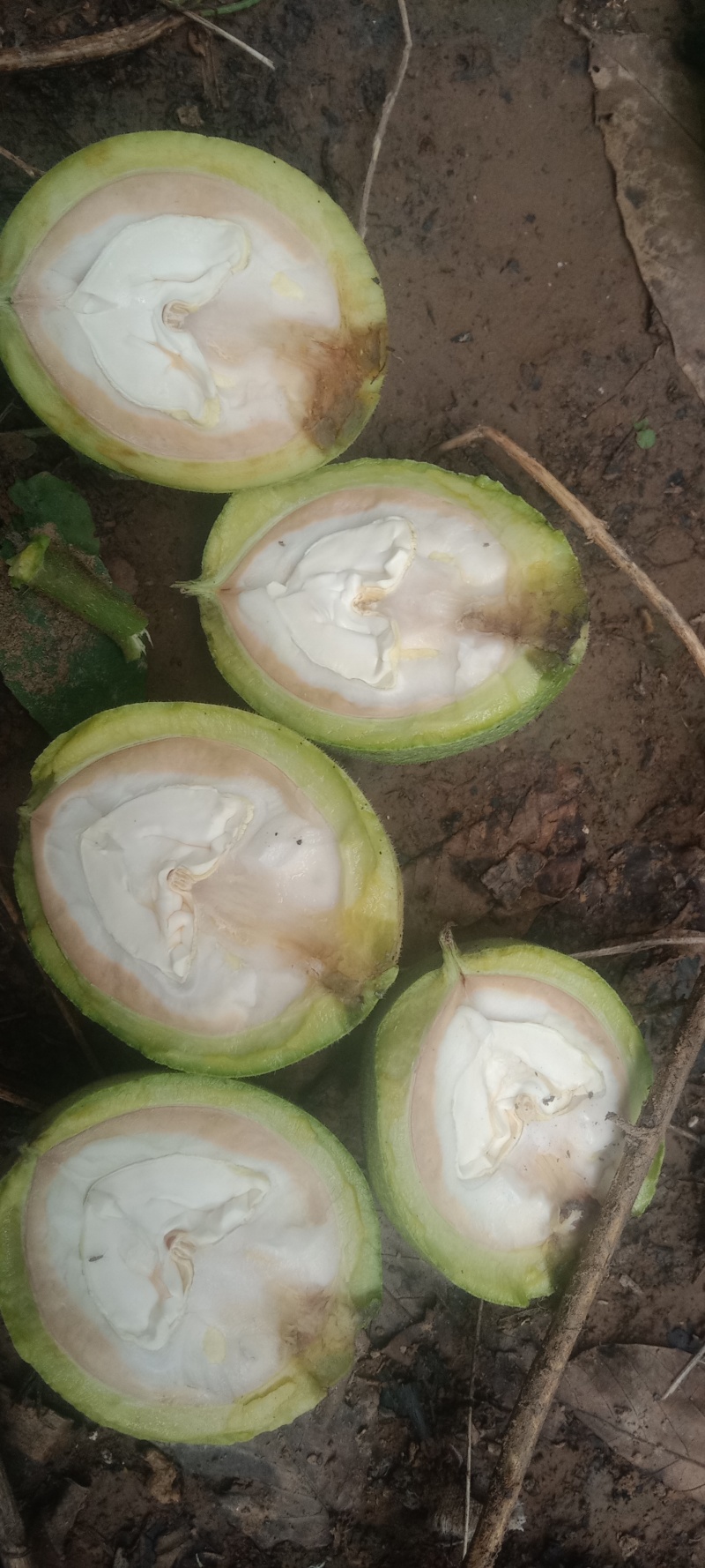 青皮核桃手摘果西伕，中林，清香，大量供货，有需要提前联糸