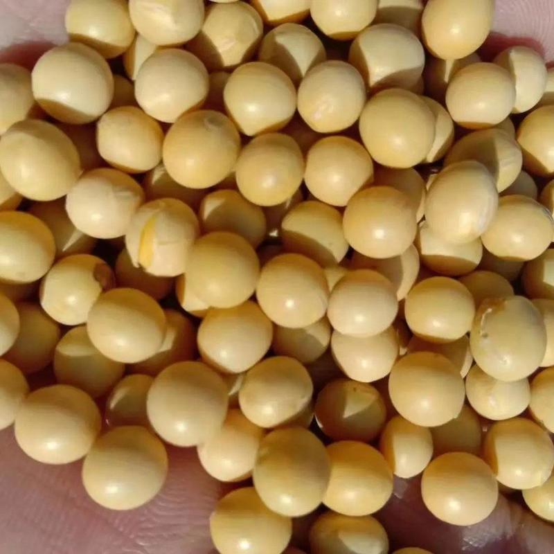【东升系列】黑龙江大豆精品大颗粒黄豆基地直发品质保证