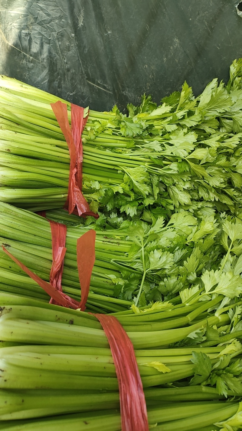 芹菜