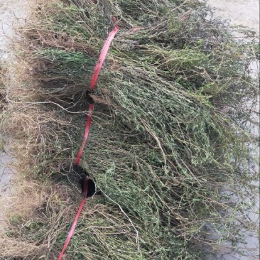 云南当地中药材白花蛇舌草新鲜干货无硫农家自晒快递发货