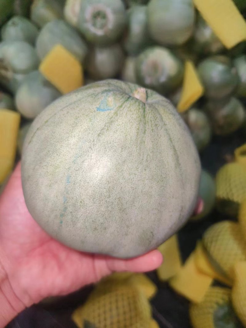 绿宝甜瓜