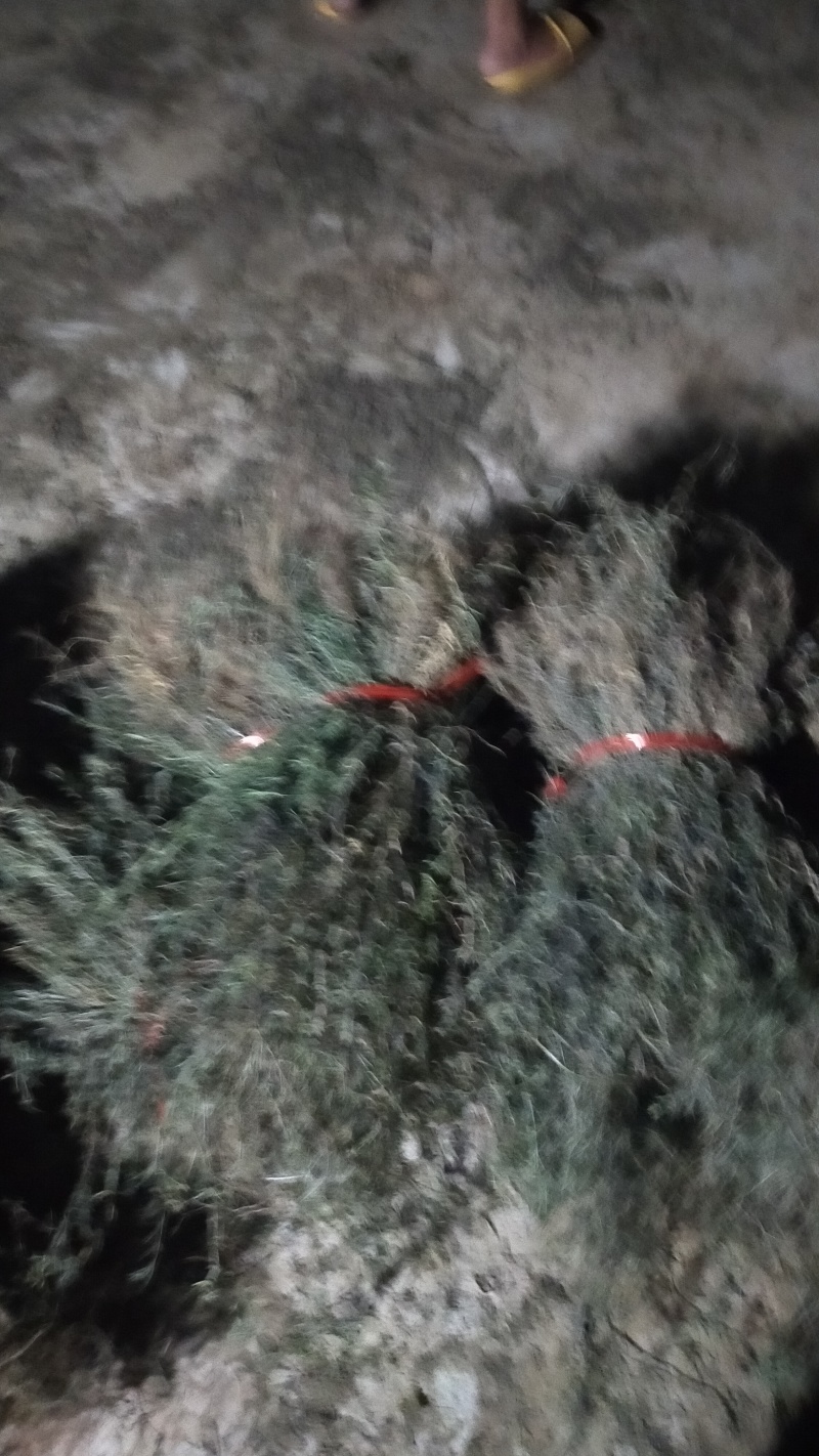 云南当地中药材白花蛇舌草新鲜干货无硫农家自晒快递发货