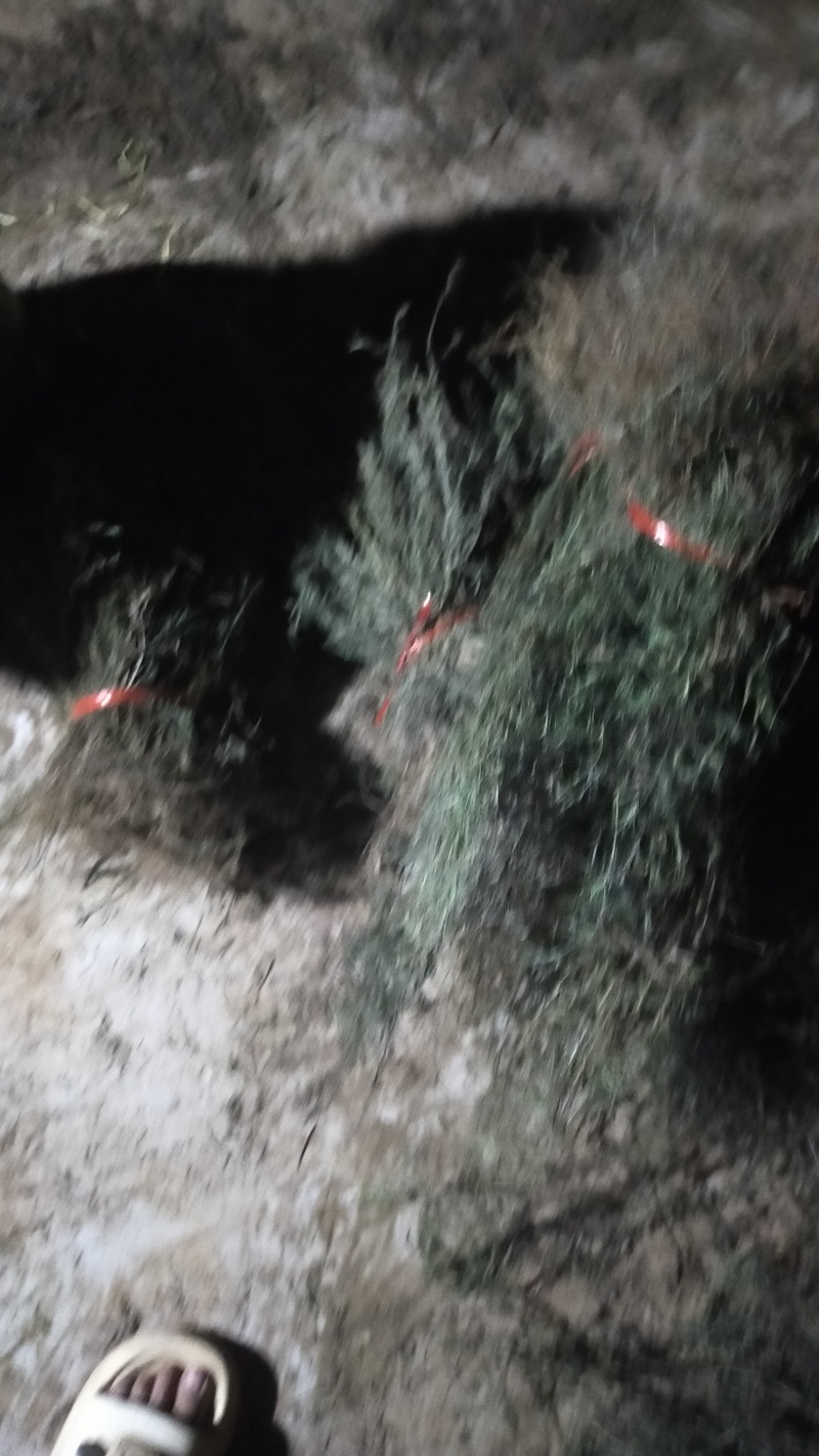 云南当地中药材白花蛇舌草新鲜干货无硫农家自晒快递发货