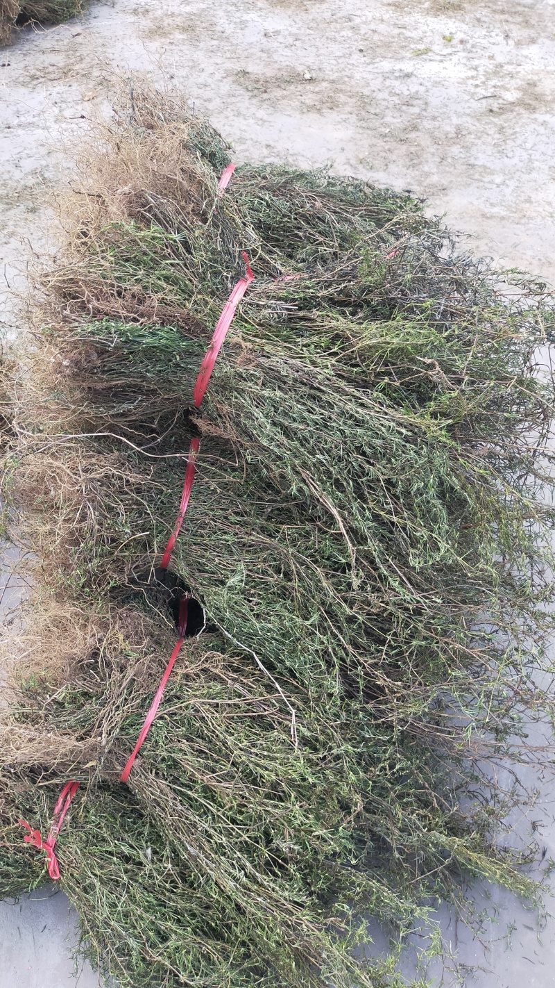 云南当地中药材白花蛇舌草新鲜干货无硫农家自晒快递发货