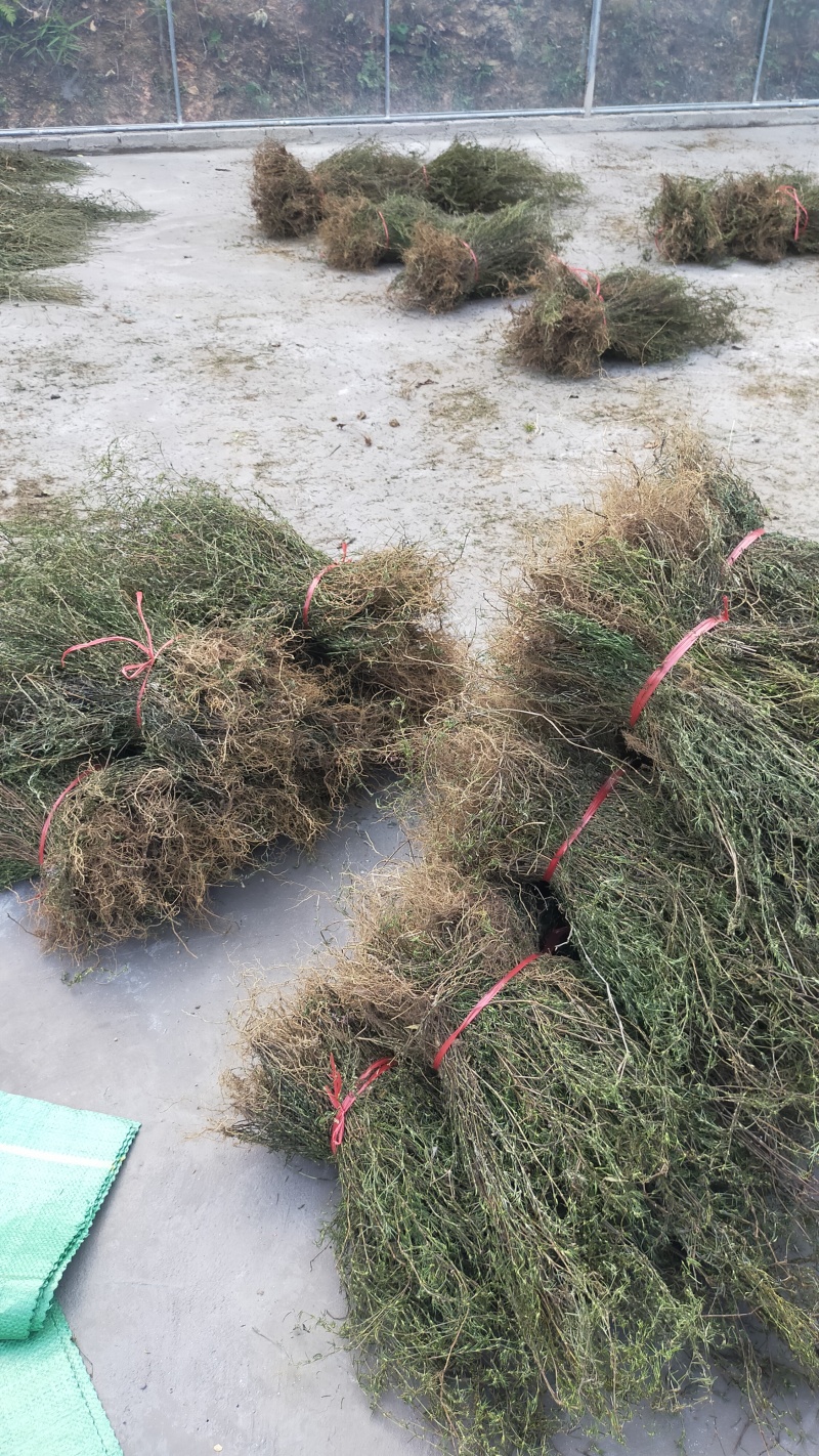云南当地中药材白花蛇舌草新鲜干货无硫农家自晒快递发货
