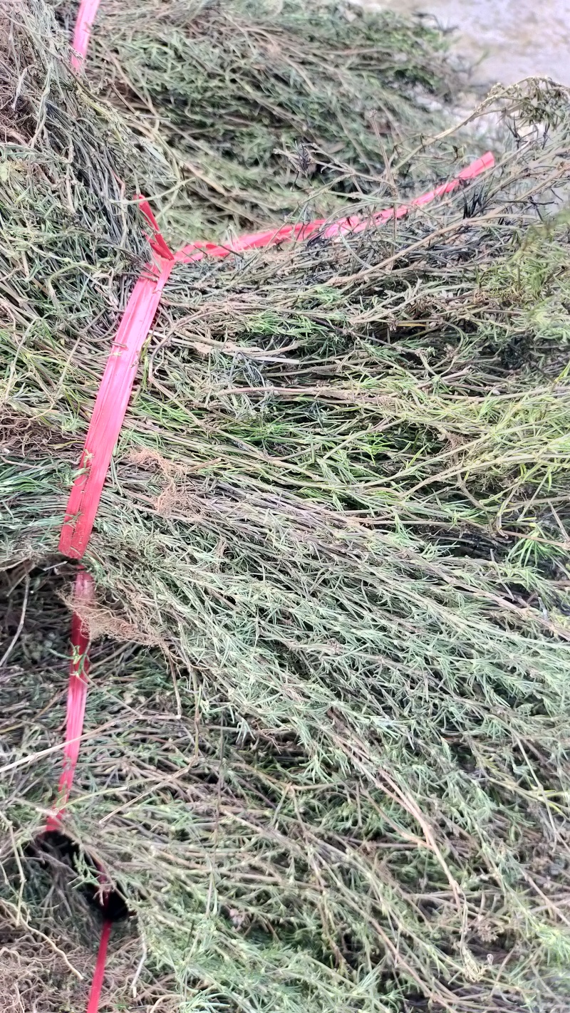 云南当地中药材白花蛇舌草新鲜干货无硫农家自晒快递发货