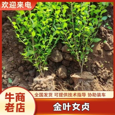 金叶女贞，产地直销，色泽鲜艳，冠幅饱满，高度均匀欢迎订购
