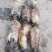 江苏扬州莲藕鄂莲6号鄂莲5号品种齐全量大从优欢迎来电