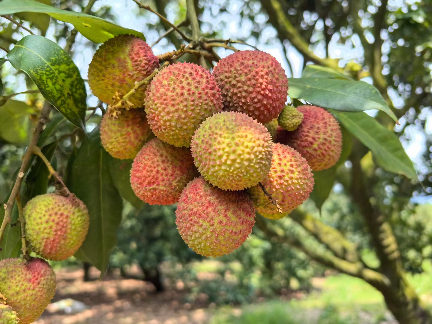 游客在荔枝基地采摘场景