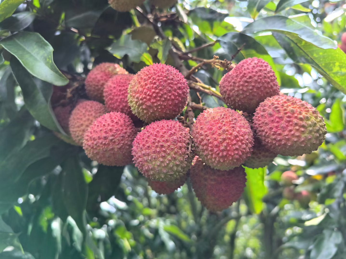 妃子笑荔枝特写