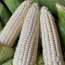 白糯玉米福建新鲜中国当季水果玉米双色玉米