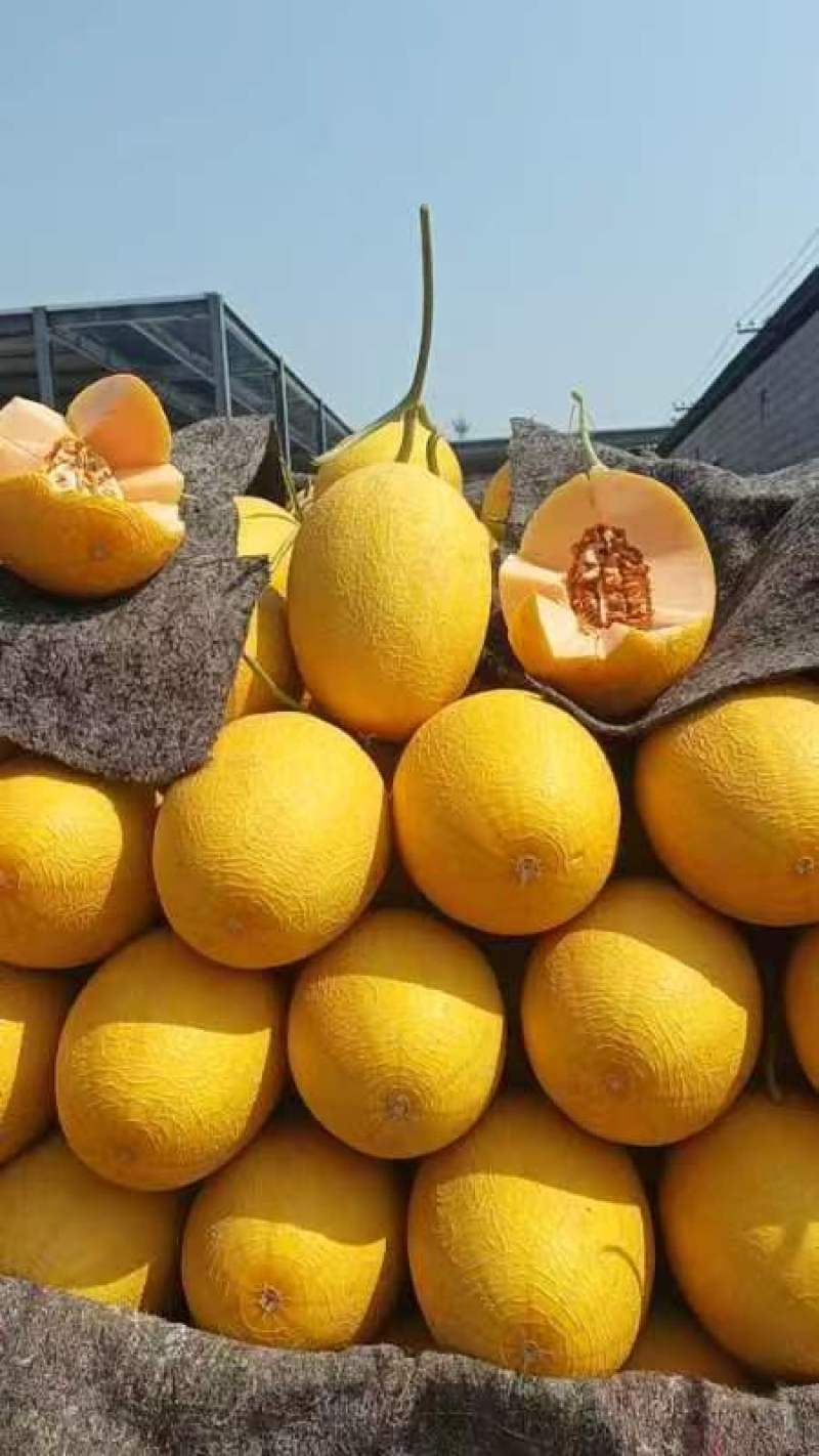 黄金蜜瓜凤金6号黄皮哈密瓜网纹瓜红肉全国商超