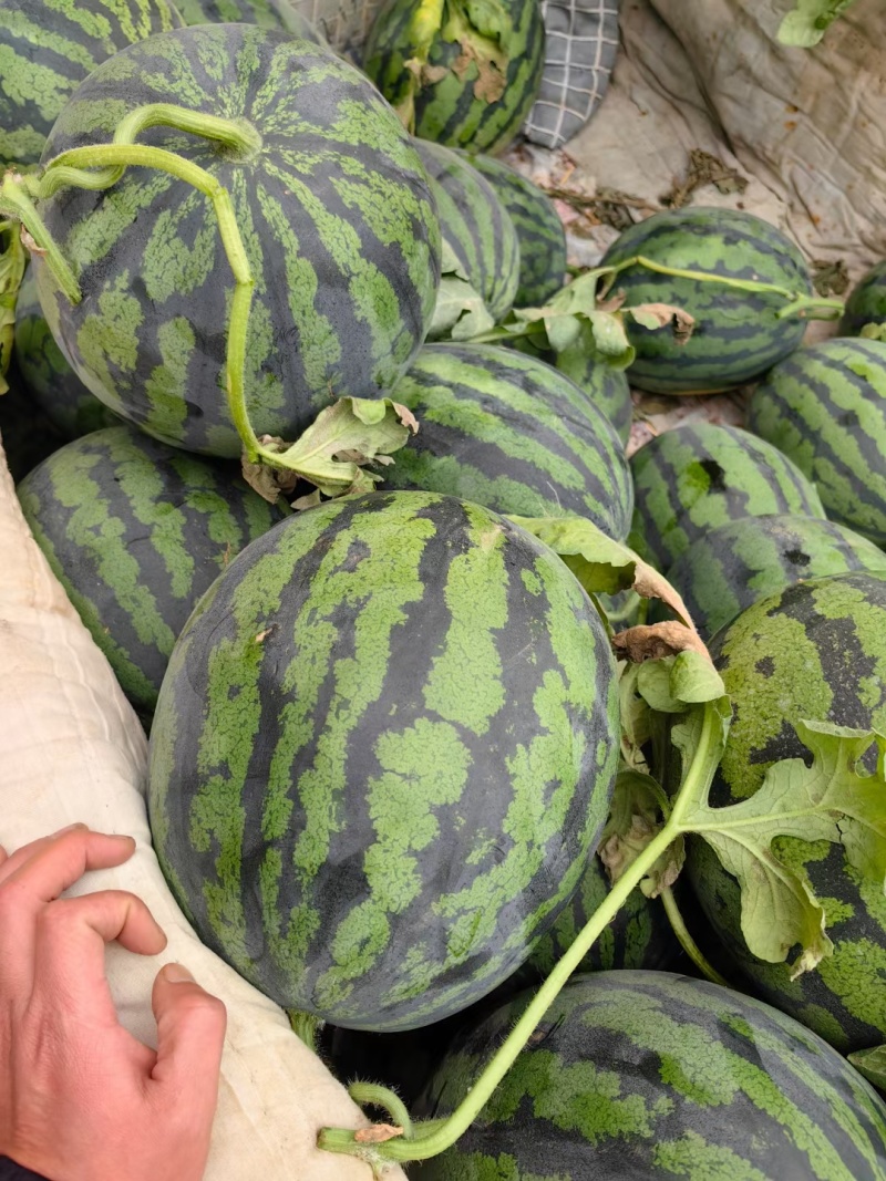 新疆西瓜吐鲁番甜王西瓜按需求分拣打包视频看货实地看货头茬