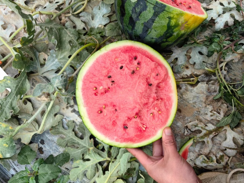 新疆西瓜吐鲁番甜王西瓜按需求分拣打包视频看货实地看货头茬