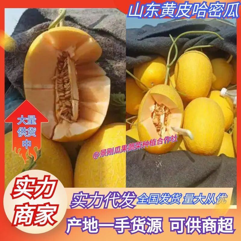 黄金蜜瓜凤金6号黄皮哈密瓜网纹瓜红肉全国商超